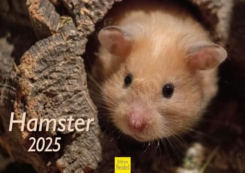 Edition Seidel Premium Kalender Hamster 2025 Format DIN A3 Wandkalender Tierkalender Säugetier Haustier Nager Nagetier
