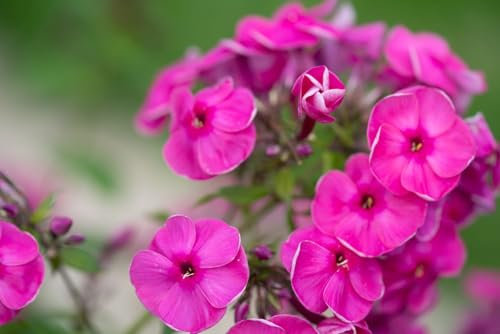 Graines Phlox annuel de Drummond 'Grandiflora Mix' - Sachet d'environ 100 graines - Graines de style - Entreprise française