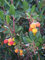 Westlicher Erdbeerbaum Arbutus unedo Pflanze 5-10cm Meerkirsche Hagapfel