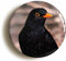 Blackbird Fridge Magnet (Circular 2inch / 50mm Diameter)