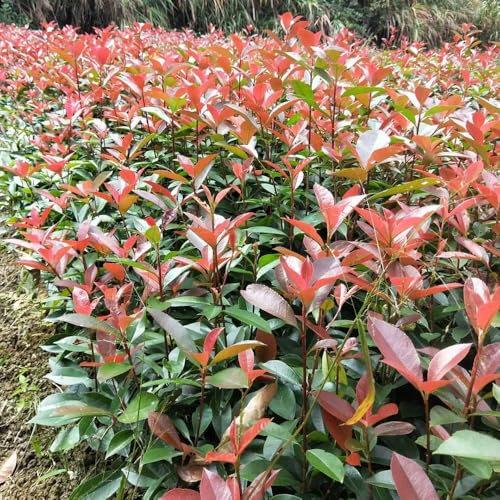 glanzmispel red robin samen - bodendecker winterhart mehrjährig blumen balkon steingartenpflanzen blumensamen bonsai gartenpflanzen 420pcs