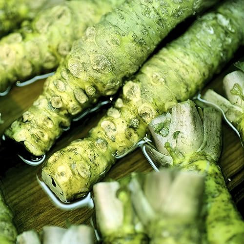 50 pcs wasabi pflanze kaufen samen - indoor kräutergarten gartenarbeit deko wohnzimmer modern deko pflanzen grüne deko kräuter samen plants wildkräuter samen pflanztöpfe