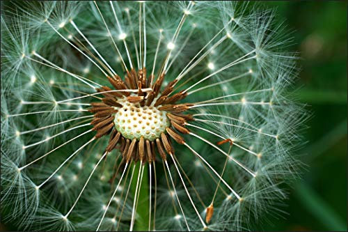 Muralo Vinyl Glatte FOTOTAPETE Pusteblumen aus der Nähe Tapete Wandtapeten 460 x 300 Wohnzimmer Schlafzimmer Moderne Wandbilder XXL Wand Dekoration Br.460xHö.300