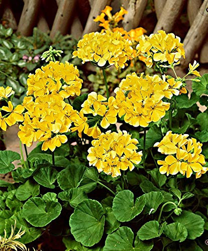 Nuovo Geranio Fiore Seme 30pz Giallo