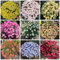 150 Pcs Margeriten Pflanzen Winterhart Samen - Margeriten Deko Samen, Kletterpflanzen Winterhart, Bio Saatgut Wilde Margeriten Samen, Ausgefallene Geschenke, Bodendecker Winterhart