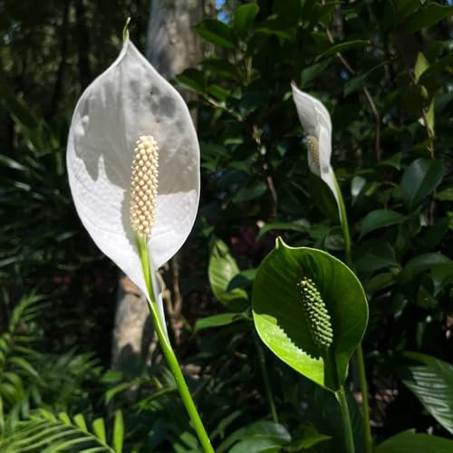 Semi di giglio pace, piante d'appartamento facili da curare piante da ufficio regali per gli amanti del giardino d'appartamento serre balcone vecchie varietà esotiche balcone 150pcs