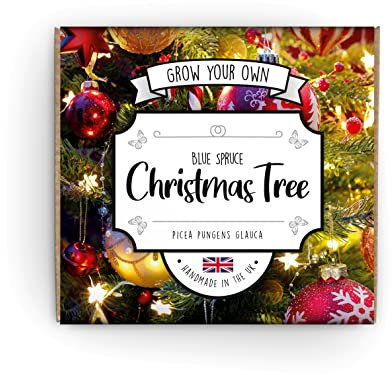 Grow Your Own Christmas Tree Kit | Suitable For Everyone From Kids to Gardening Pros | Guaranteed To Grow Or We'll Replace Your Seeds | Hand Made In The UK