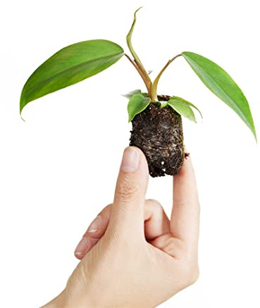 PLNTS - Baby Philodendron Philodendron Mayoi - Zimmerpflanzen, Pflanzen Echt, Nachhaltige Verpackung - 3cm Stecklinge - Höhe 8cm - Direkt von der Gärtnerei