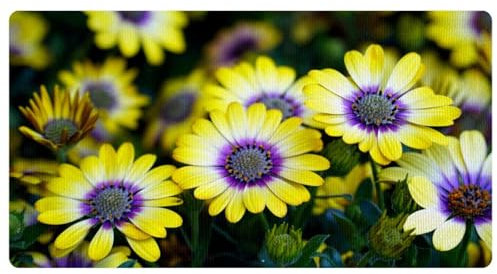 VAPOKF Cape Basket Küchenmatte, rutschfest, waschbar, Bodenteppich, saugfähige Küchenmatten, Läufer, Teppiche für Küche, Flur, Waschküche