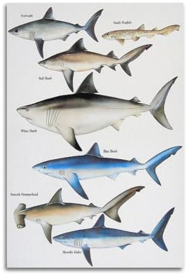 UNSGA Vintage-Tierposter mit Hai-Arten, Malerei, Poster, dekorative Malerei, Leinwand, Wandposter und Kunstdruck, moderne Familienschlafzimmer-Dekoration, Poster, 40 x 60 cm