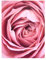Bilderwelten Magnet-tafel - Rosa Rosenblüte - Memoboard Metall Pinnwand formstabil 40 x 30cm