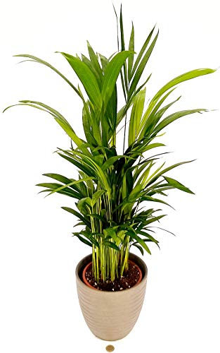 POWERS TO FLOWERS - ARECA, PALMA DI ARECA IN VASO CERAMICA ANTRACITE altezza 70cm, pianta vera