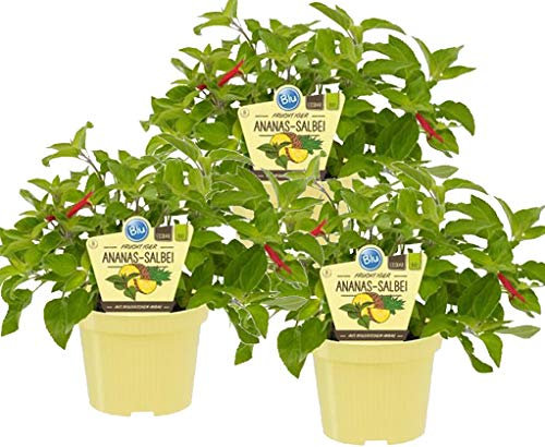 Bio Rosmarin (Rosmarinus officinalis), Kräuter Pflanzen aus nachhaltigem Anbau, (3 Pflanzen im Set)