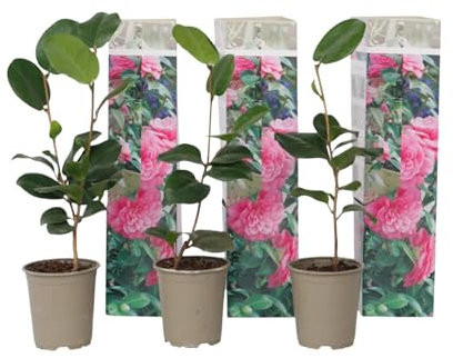 Plant in a Box - Camellia Japonica Rose - 3er Set - Kamelie pflanzen Winterhart - Immergrün - Gartenpflanzen - Topf 9cm - Höhe 25-40cm