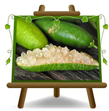 Citrus Citron Caviar - Citrus Australasia - Blanc - Fruitier sur un pot de 22 - Arbre max 50 cm
