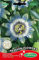 Germisem Passionsblume, mehrfarbig, EC1596
