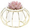 Sleepdown Halo Red Succulent Artificial Faux Plant Gold Cage Stand for Home Office Bathroom Decor Indoor Decoration Aesthetics, Small