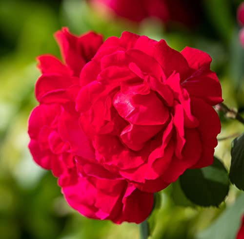 Floribunda Rose Plants - 'Trumpeter' - 2 x Full Plants in 5L Pots - Red Roses - Garden Ready - Ready to Plant - Premium Quality Shrubs