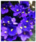 Violeta africana o saintpaulia (maceta 12 cm ø) (Azul)