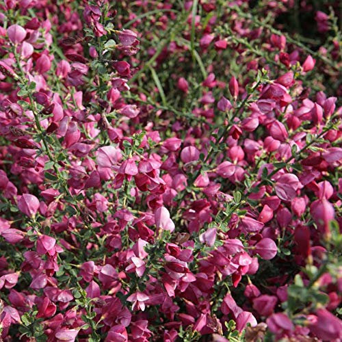 Cytisus ‘Boskoop Ruby’ (Broom), Hardy Shrub, Crimson red Flowers, Easy to Grow, in a 9cm Pot x 2 by Thompson and Morgan (2)