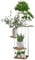 MUAEEOK Étagère d'angle d'intérieur métallique à 5 niveaux pour plantes, pour terrasse, jardin, salon, balcon, chambre à coucher, blanc