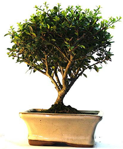 Ilex Bonsai Tree Broom Style - Supplied in a Ceramic Pot