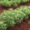 220 pcs stevia pflanze samen - wintergemüse samen gemüse,Stevia rebaudiana, topfpflanzen draußen winterhart kräutersamen gemüsesamen alte sorten heilkräuter samen balkon kräutergarten