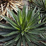 Far passare Foglia Agave succulente Samen (Agave filifera) 20 + Semi (40+)
