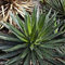 Far passare Foglia Agave succulente Samen (Agave filifera) 20 + Semi (40+)