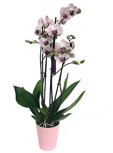 Garden Center Shop | Orquídea Phalaenopsis blanca veteada natural 70 cm | 2‑3 tallos floridos | Planta de interior elegante | Fácil cuidado en maceta M12
