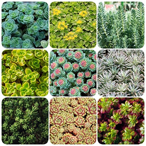 300 Sedum samen winterharte kübelpflanzen exotische pflanzen sukkulenten samen winterfeste pflanzen für balkon zimmerpflanzen bonsai samen gartendeko für draußen