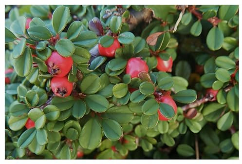 1 x Cotoneaster dammeri 'Stribs Findling' (Immergrün/Stauden/Staude/Mehrjährig/Gehölz/Bodendecker) Zwergmispel - Wintergrün - Dichte Polster mit leuchtendem Beerenschmuck - von Stauden Gänge