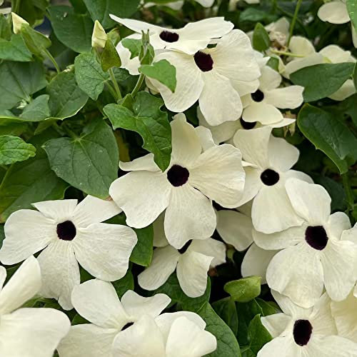 schwarzäugige susanne winterhart pflanze samen,Thunbergia alata,kletterpflanzen blumensamen geschenk bienenweide saatgut mehrjährig danke geschenk ingarden bonsai 450 Stück