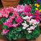 50 PZ Semi di Ciclamino Mini Mixcolor Naturale Estetico Semi di Fioritura Perenne Fiore Albero da Frutto Semi di Ortaggi Fiore