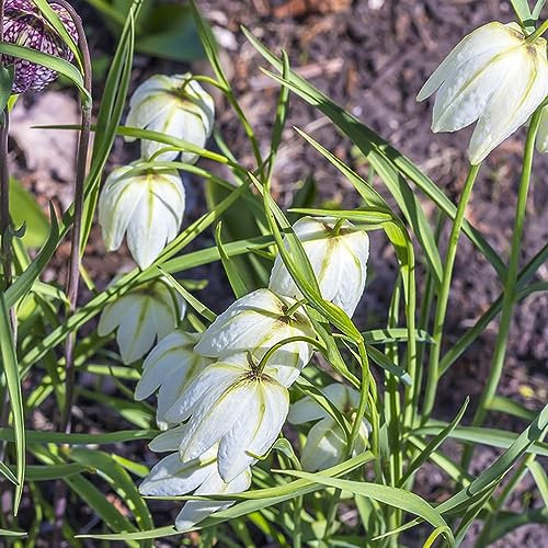 6 pcs kaiserkronen - zwiebeln blumenzwiebeln mehrjährig winterhart Fritillaria, robuste balkonpflanzen winterhart topfpflanzen draußen winterhart winterharte kübelpflanzen