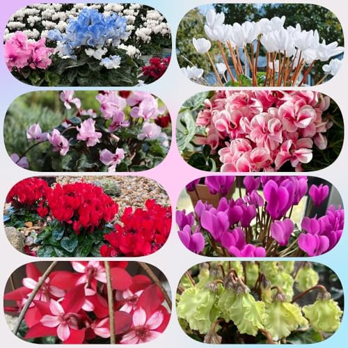 Semi resistenti di ciclamino, piante rare fiori autunnali resistenti semi di fiori selvatici piante per luoghi soleggiati serre da balcone piante esotiche piante da balcone piante da 200pcs