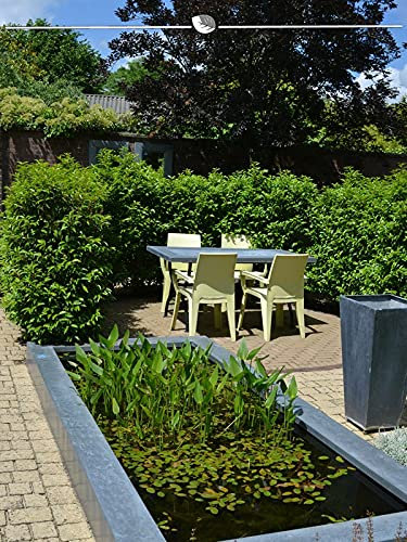 Portugiesischer Kirschlorbeer Angustifolia 60-80 cm im Topf. 8 Lorbeer Pflanzen