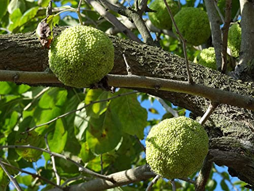 Green Future Pflanzenhandel Osagedorn Maclura pomifera Pflanze 55-60cm Milchorangenbaum Osage-Orange Rarität