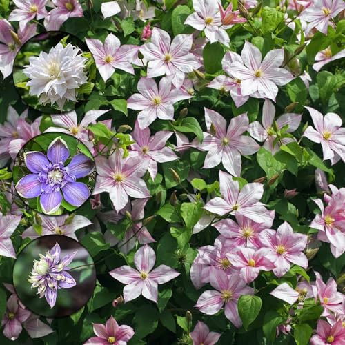 16 pcs clematis winterhart zwiebeln - dekoration wohnzimmer plant frühlingsblüher zwiebeln,Clematis florida, zimmerpflanze praktische geschenke wildblumen stauden plants winterharte