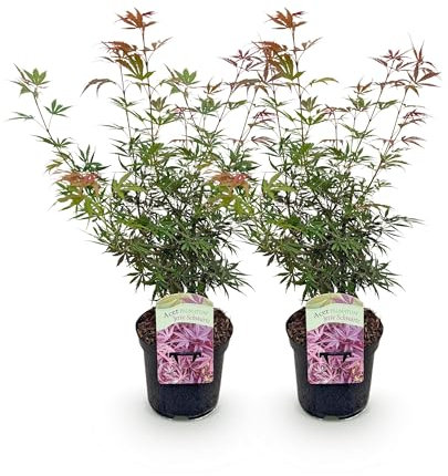 GreenboutiQ - Plante de terrasse - Érable du Japon - Acer palmatum Jerre Swarts - Rouge Foncé - 1 Plante - Caduque - Pot 19cm Hauteur 70cm