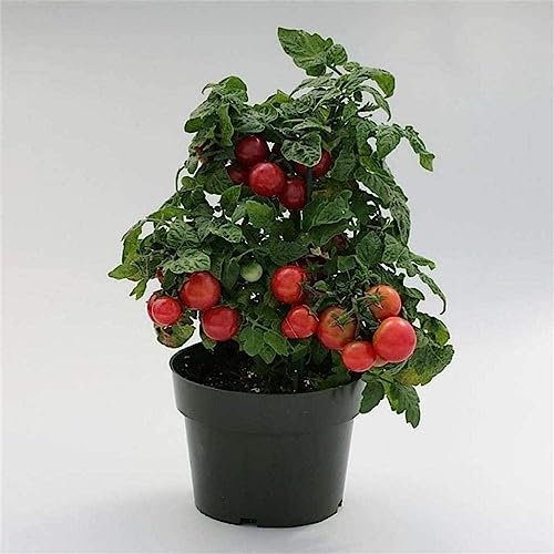 Semillas de Tomate Cherry Tiny Tim - Tomate Micro Enano Cherry Tradicional Semillas Hortícolas