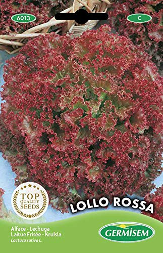 Germisem graines Laitue frisée LOLLO ROSSA