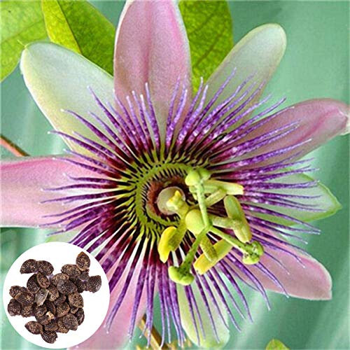 Benoon Passiflora Incarnata Samen, 100 Stück/Beutel Passiflora Incarnata Samen Schöne Kleine Leicht Zu Pflanzen Seltene Passiflora Incarnata Fruchtpflanzen Samen Für Den Garten Passionsblumensamen