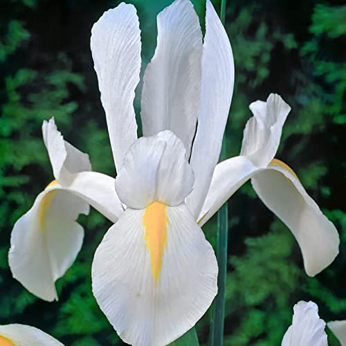10 x Iris Hollandica White Excelsior Bulbs – Warm White and Yellow Blooms – Perennial – Long-Lasting Blooms for Cut Flowers – for Your Beautiful Garden
