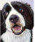 YSCOLOR Bricolage Peinture Par Numéros Pour Adultes Kit De Peinture À L'Huile De Chien Noir Et Blanc Pour Enfants Débutant 40X50cm