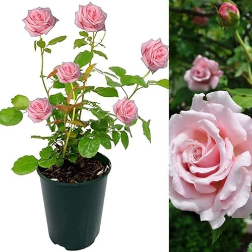 Rose Bush Belinda's Dream - Floribunda Pink Rose Bush for The Garden in a 3 Litre Pot (3 Plants)