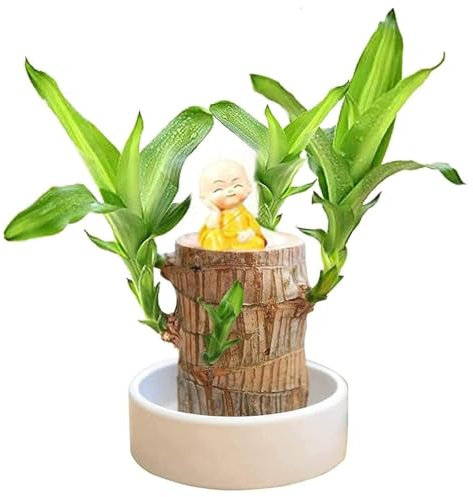 Brasilien Glücksholz Pflanze Set Mini Brazil Kleine Mini Pflanze Desktop Brasilianische Holzpflanze Mit Mönchen Brazilian Wood Pflanzenstumpf Brasilianische Holz (B, 7X15cm)