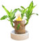 Brasilien Glücksholz Pflanze Set Mini Brazil Kleine Mini Pflanze Desktop Brasilianische Holzpflanze Mit Mönchen Brazilian Wood Pflanzenstumpf Brasilianische Holz (B, 7X15cm)