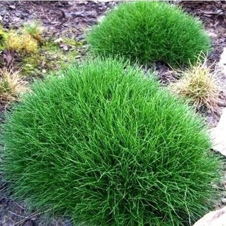 Festuca scoparia 1L - Ein langlebiges, immergrünes Gras aus den Pyrenäen