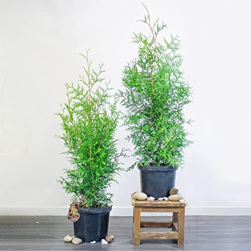 2 White Cedar Large Thuja Occidentalis Brabant in 23cm Pot Evergreen Outdoor Plant